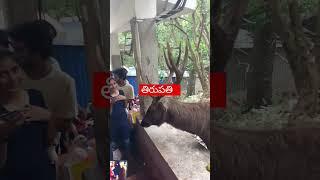 #reels #trending #tirupathi #animals #mobiletheatre