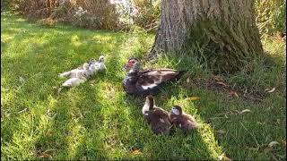 Young muscovy ducks