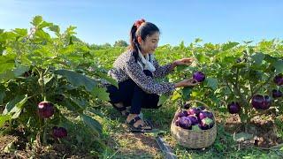 Harvesting round purple eggplants for cooking / Stuffed round eggplants with shrimps