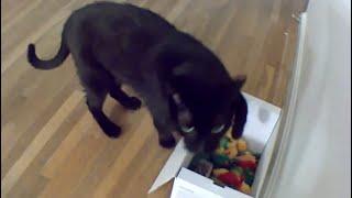 Black cat MAX is SUPER excited over box of mice! ‍⬛ mrrps mraaaas and mrooowls