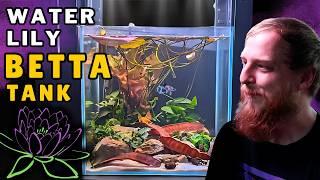 How to setup! Simple Betta fish aquarium, with EPIC tropical water lily!