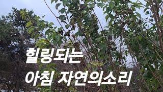 지리산 신바람 tv  힐링되는 아침  자연의소리!!