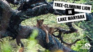 Tree Climbing Lion in Lake Manyara, Tanzania | Safari Ventures