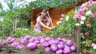 Harvesting Sweet Potato Goes to market sell, Bumper sweet potato crop, Cooking | Tiểu Vân Daily Life