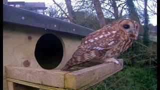 First view of our Female Tawny in daylight!