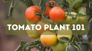 Tomato Plants 101