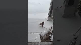 Poodle Walks on Front Paws in the Snow || ViralHog