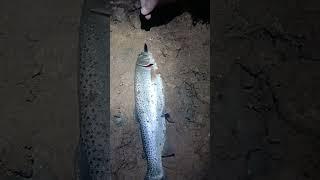 Nightfishing for trout with a fake minnow kills. #fishing #fishingtechniques #trout