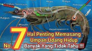 7 Cara Cangkuk Udang Hidup