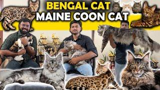 மிகப் பெரிய வளர்ப்புப் பூனை மெயின் கூன் Largest Domestic Cat Maine Coon | Bengal Cat வங்காள பூனை