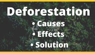 Deforestation and it's causes | Shazia tech info