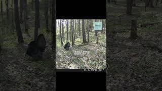 HE’S STRUTTING! - Caught this gobbler seducing a hen in the Canadian wilderness #trailcam #turkey