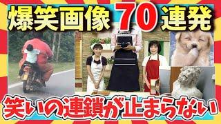 【爆笑】腹筋崩壊！見れば絶対笑える爆笑画像70連発！ガルちゃん厳選/2ch/ゆっくり