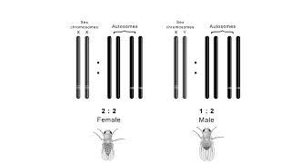 Sex determination in drosophila CSIR NET | Shomu's Biology