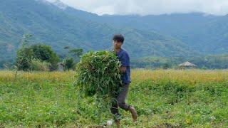 FULL VIDEO | My daily life harvesting and cooking various vegetables and fruits around me