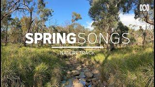 Calm creek sounds, dawn birdsong in Australia — sleep music (1.5 hours) | Nature Track