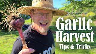 It's Garlic Season! Top Tips for Harvesting Garlic