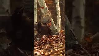 Ястреб-тетеревятник: Хищная Птица  #животные #птицы #ястреб