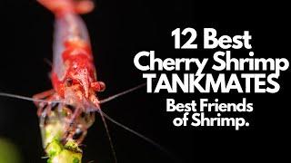 12 Best Cherry Shrimp Tank Mates (And Who To Avoid)