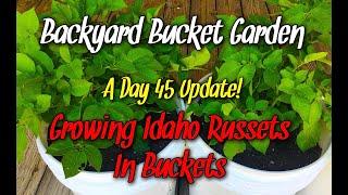 Backyard Bucket Garden | Growing Idaho Russets | A day 45 Update!!