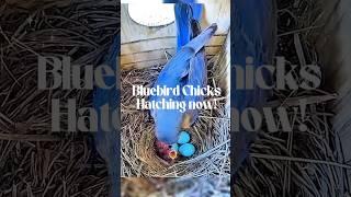 Will all 5 of them hatch today?  #bluebirds #bluebird #hatching #birds #nest #nestbox