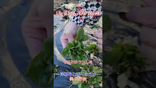 ほうれん草収穫#津軽弁 #チジミほうれん草 #家庭菜園 #無農薬野菜 #有機野菜 #櫛引農園 #ブロッコリーの花#冬野菜