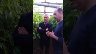Demre Kapya Biber Yetiştirme-Kapya irileştirmesi ve Kızarması
