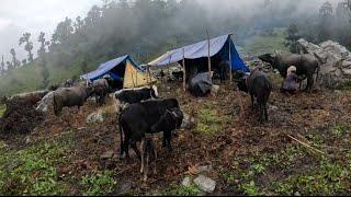 Most Rural Village Life into Rainy Day|Best Nepali Shepherd Life||Daily Routine In Shepherd Village|