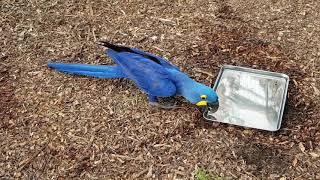 Blue and Jewel the hyacinth macaws drinking