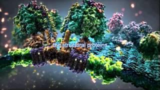 Introduction to Protein Synthesis