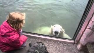 Watch The Great Bear Scare Video - Animal Videos