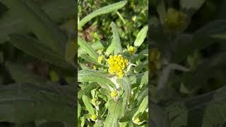 【植物図鑑】ハハコグサ（ゴギョウ）