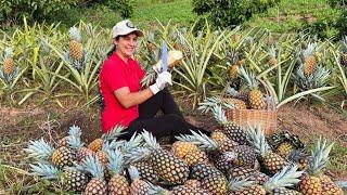 Alta produção de abacaxi. Maravilhoso protagonista para ceia de natal.