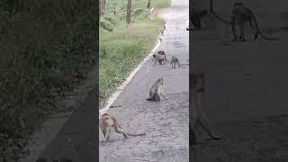 Monkey Attack #monkey  #attack #traveller #animallover # nature