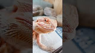 Bearded dragon staring at me