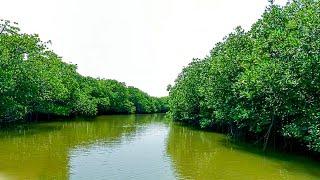 Mangroves of Puducherry