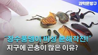 지구에 곤충이 많은 이유가 있었네... "장수풍뎅이 비상 분해작전!" 더 이상 2차 분해는 없다... #장수풍뎅이#insects#곤충분해