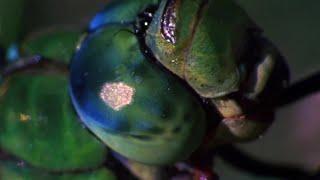 Dragonfly vs Damselfly | Deadliest Showdowns | BBC Earth