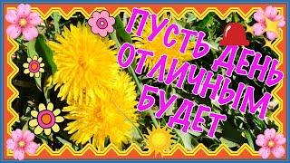 Солнышки-одуванчики улыбаются тебе! Лютик желтоглазый говорит - "Привет!"