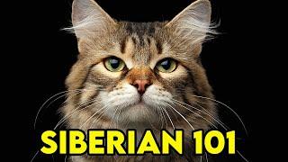 SIBERIAN Cat 101 - EVERYTHING You NEED To Know! | Cat Breeds 101