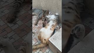 sarap ng tulog ng pusa