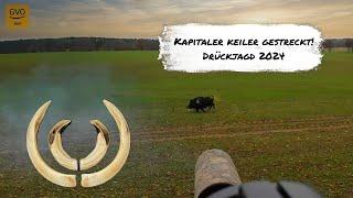 Drückjagd vor den Toren Berlins - Lebenskeiler erlegt!