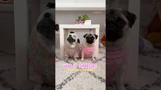 Testing which one of my PUGS is the SMARTEST  #pug #dog #funny