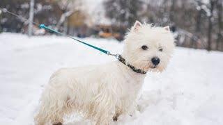 How to Recognize Food Allergies in West Highland White Terriers