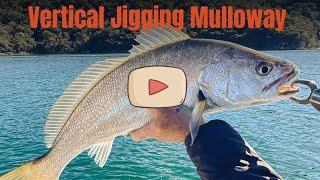 Sydney Mulloway On Jigs