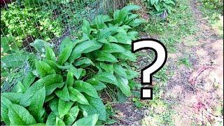 Comfrey in Chicken Run - How does it work?