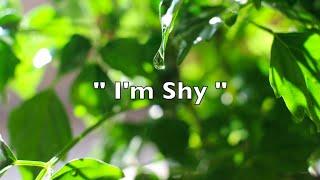 I'm Shy - Jo-Ed (Official Audio)