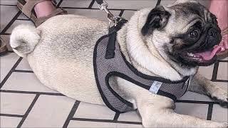 10 Hours of Pug Sounds