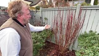 How to Prune Barberry Trees - Seattle Arborist Chip Kennaugh