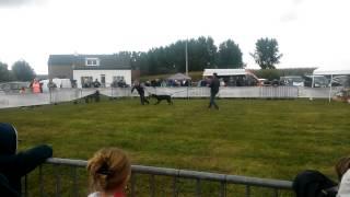 Pakwerk demo tijdens Cane Corso days 2013 Tongeren